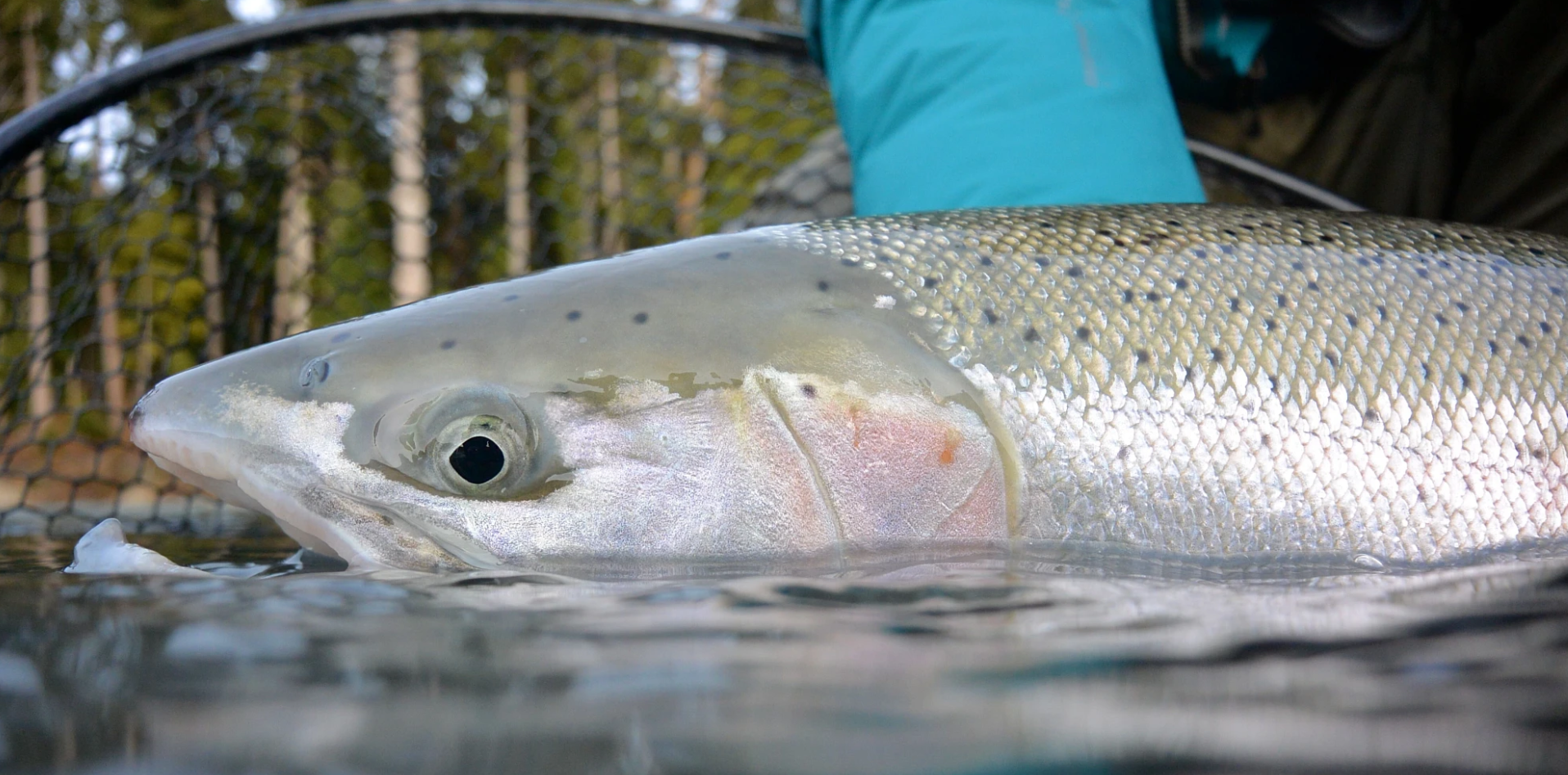 Close-up side view of a wild steelhead resting partially submerged in clear water, its silvery scales and faint pink cheek visible, with a gloved hand and landing net in the background and forest trees out of focus behind it.